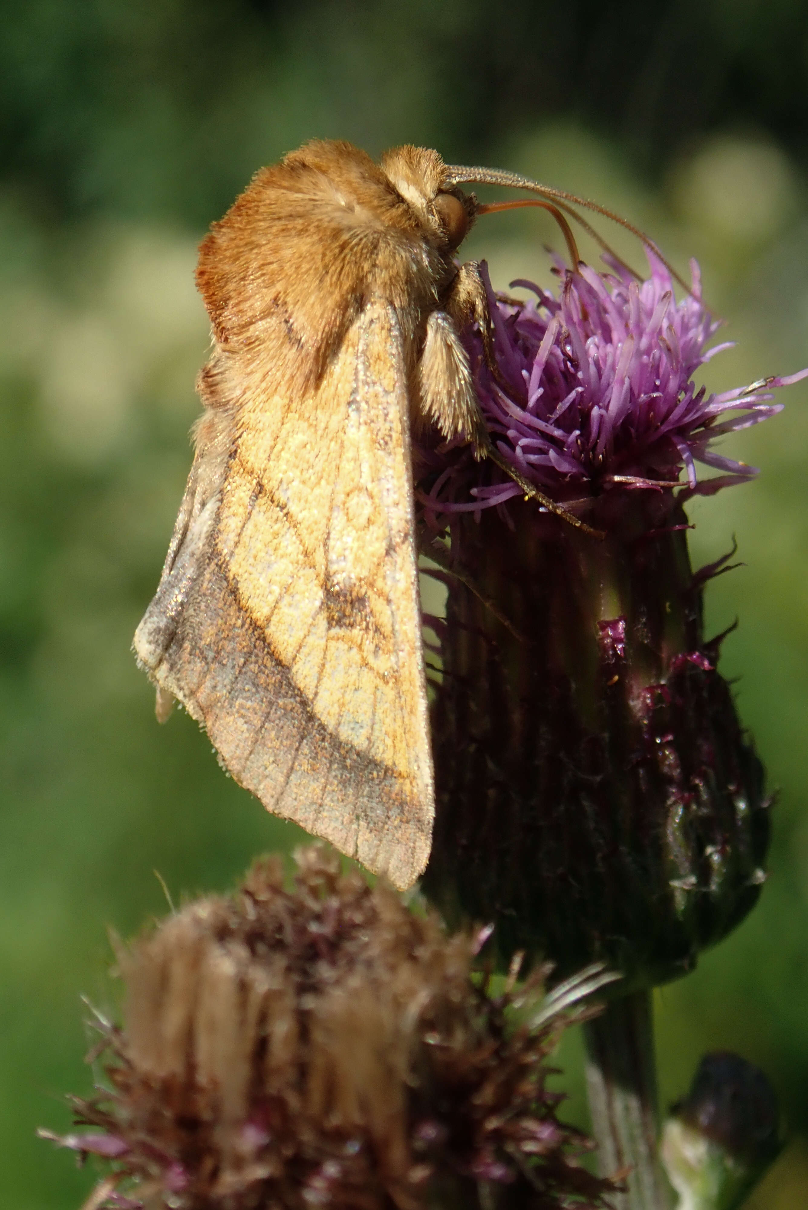 Image of bordered sallow