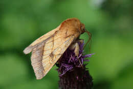 Image of bordered sallow