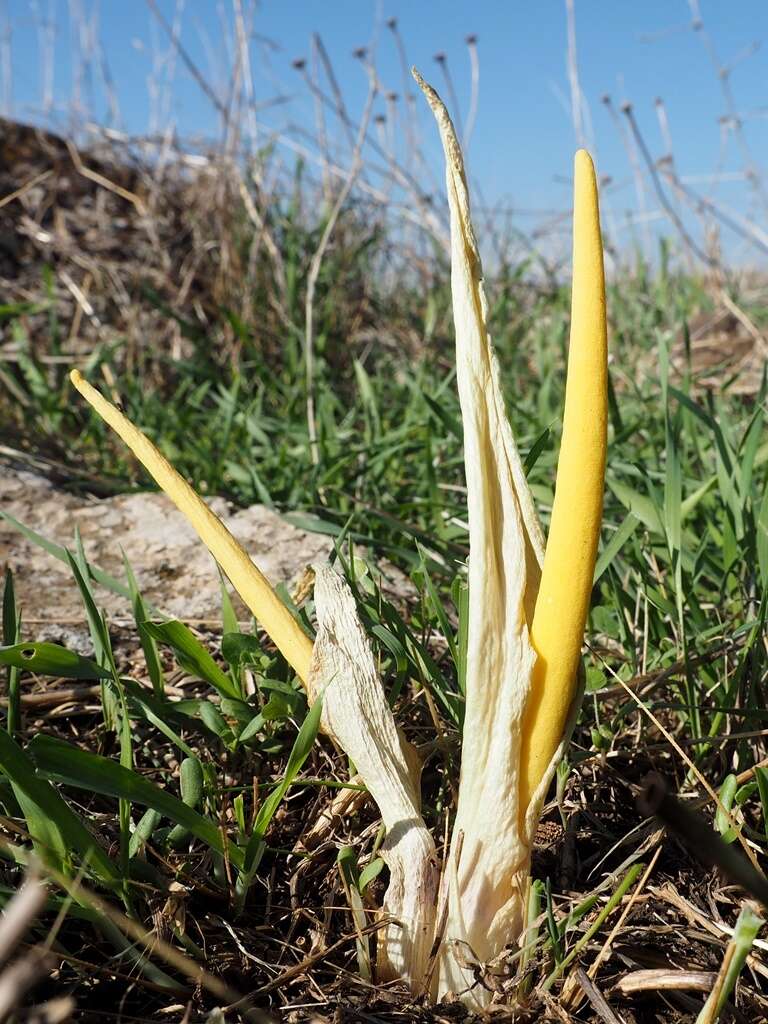 Image of Biarum auraniticum Mouterde