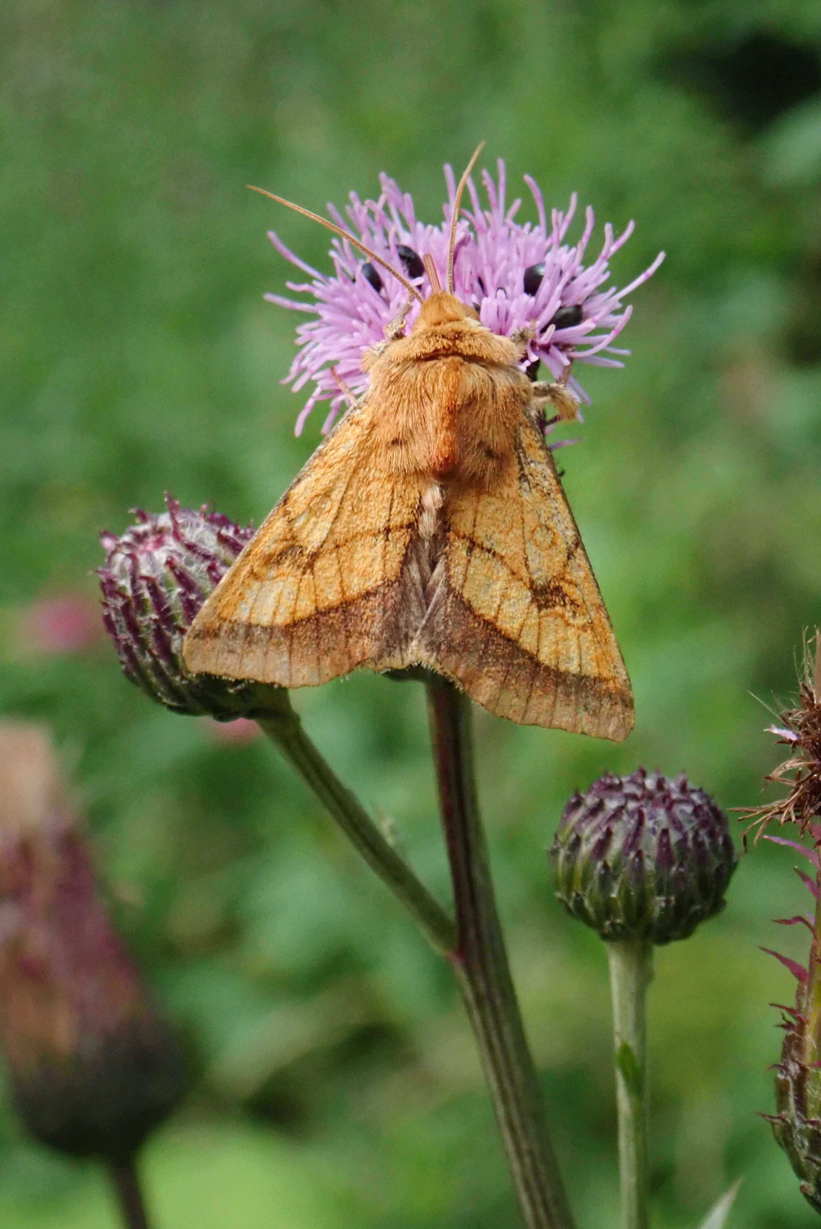 Image of bordered sallow