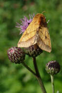 Image of bordered sallow