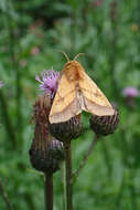 Image of bordered sallow