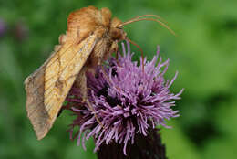 Image of bordered sallow