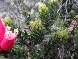 Image de Bejaria resinosa Mutis ex L. fil.