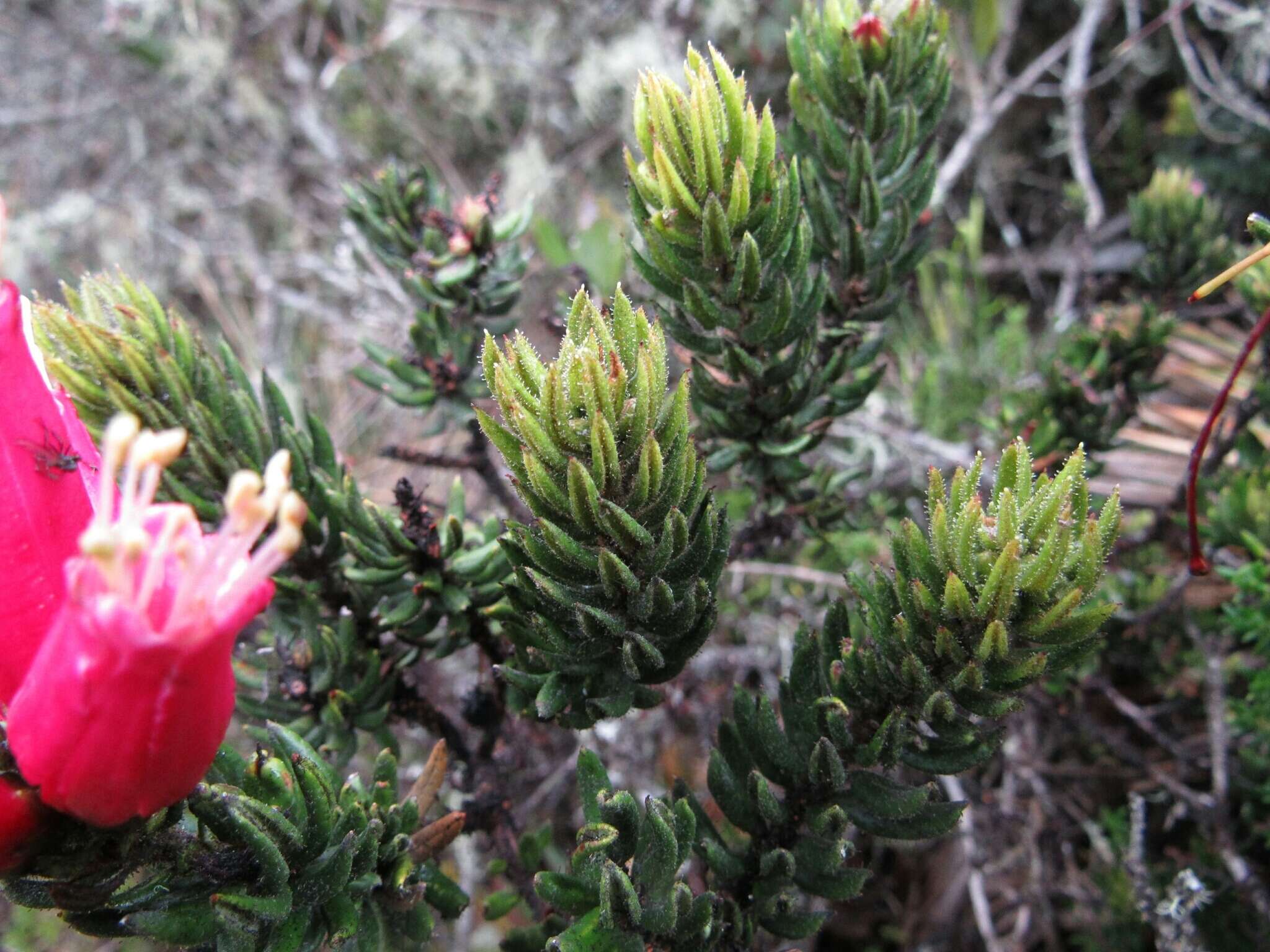 Image de Bejaria resinosa Mutis ex L. fil.