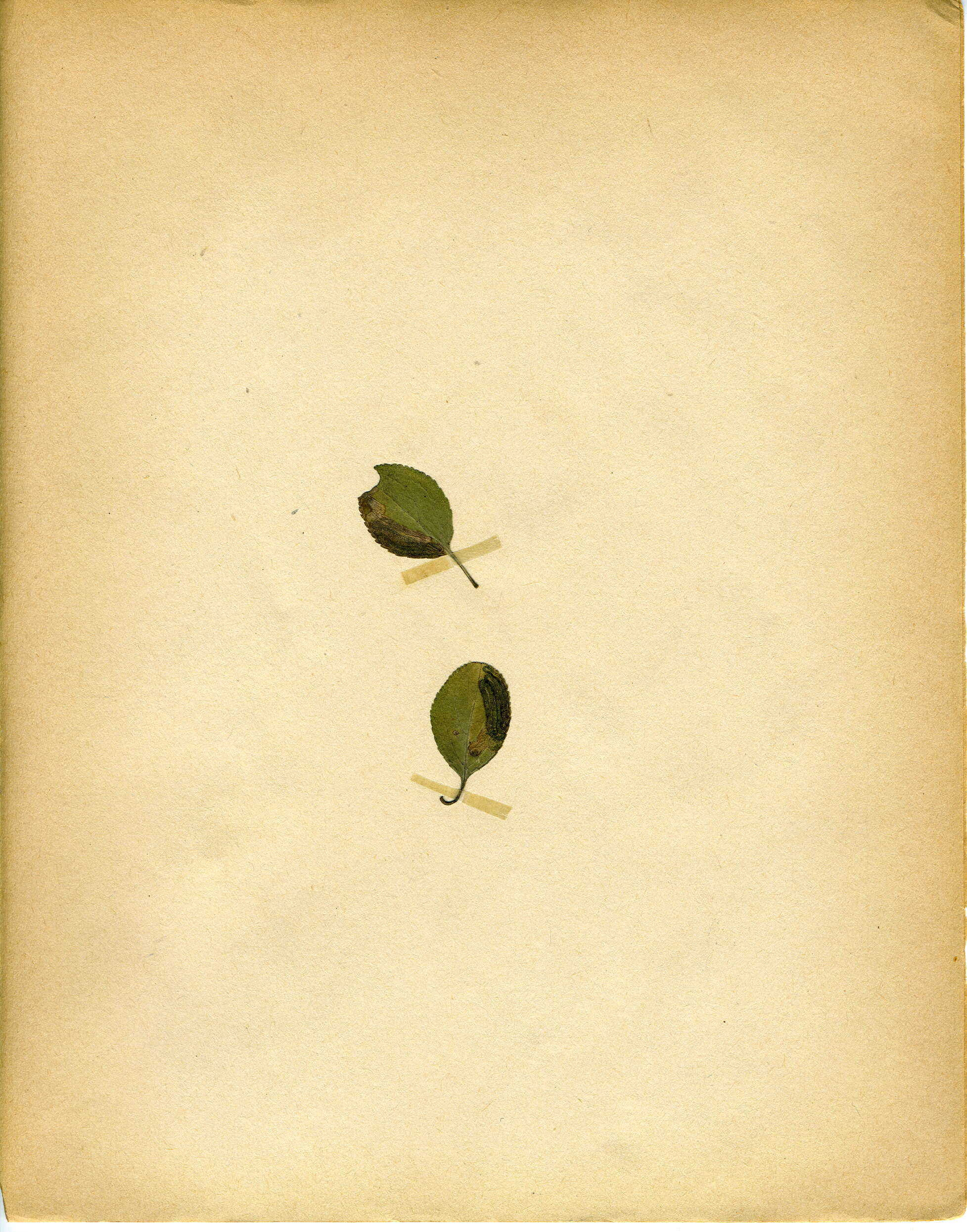 Image de Stigmella catharticella (Stainton 1853) Beirne 1945