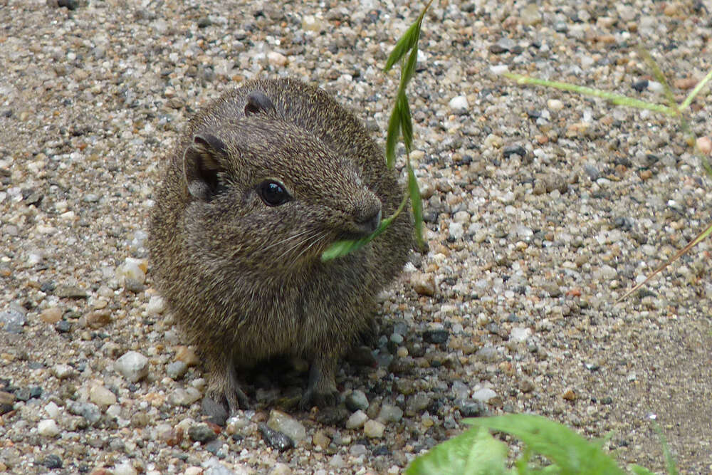 صورة Galea leucoblephara Burmeister 1861