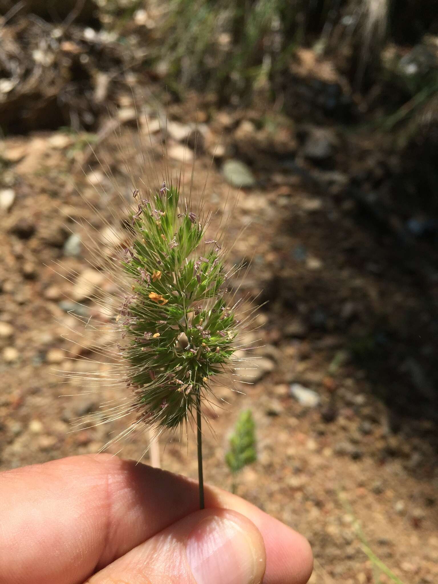 Image of Bristly dogstail grass