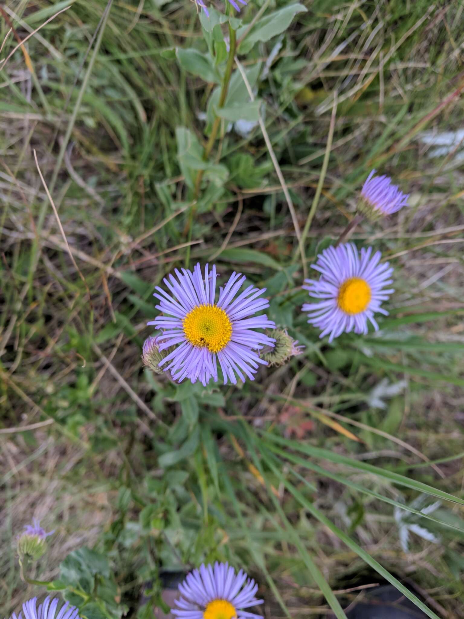 Image of aspen fleabane