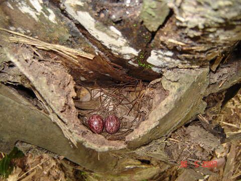 Image of Black-spotted Bare-eye