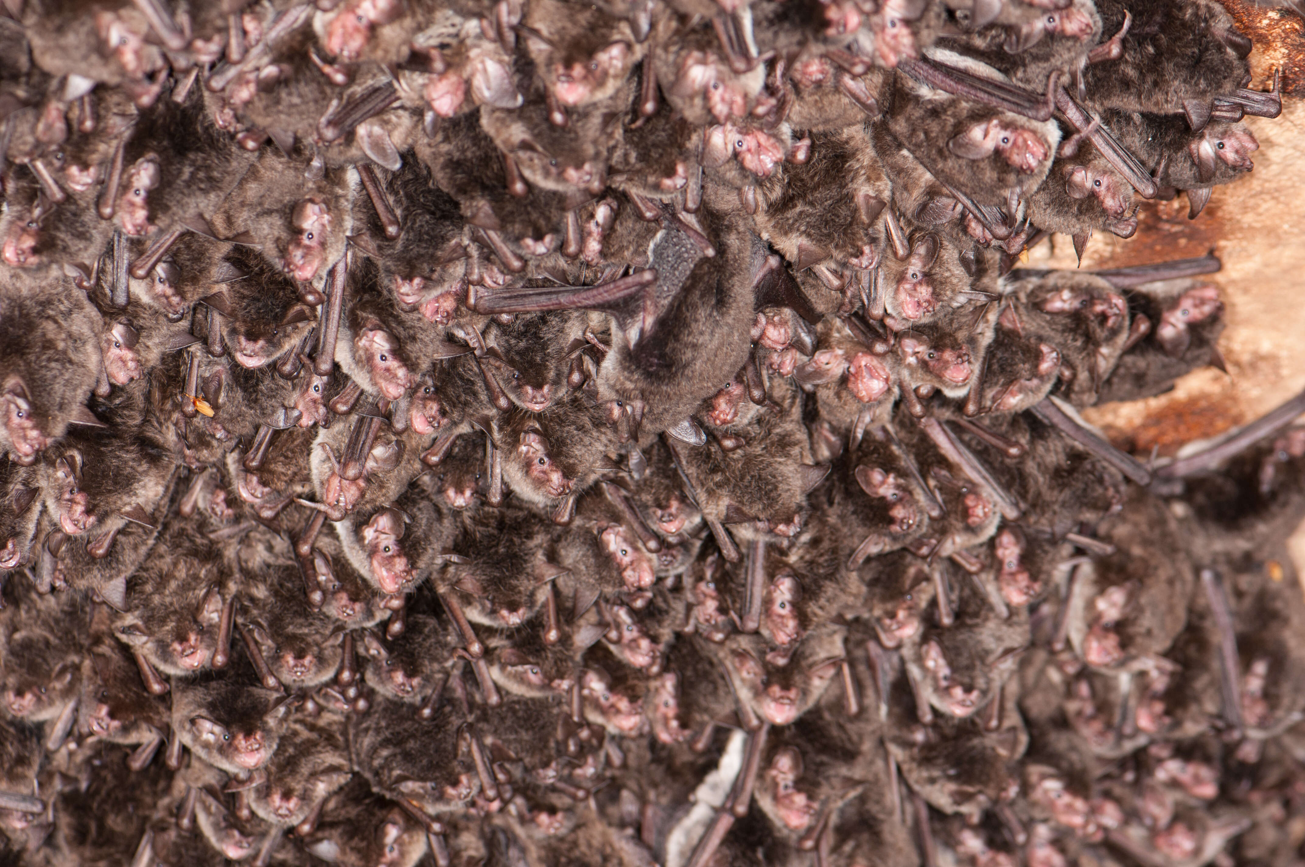 Image of Southeastern Myotis