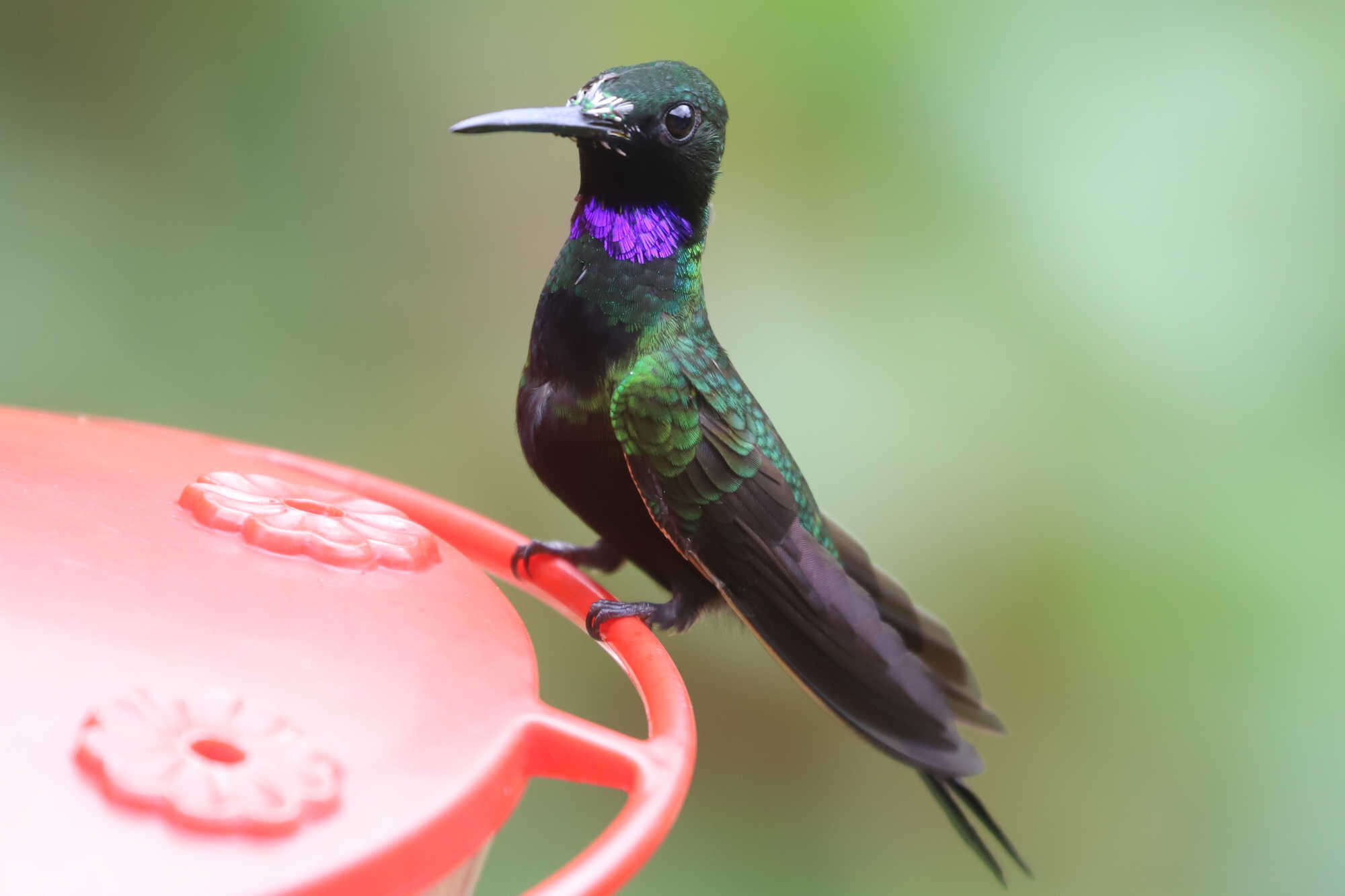 Image of Black-throated Brilliant