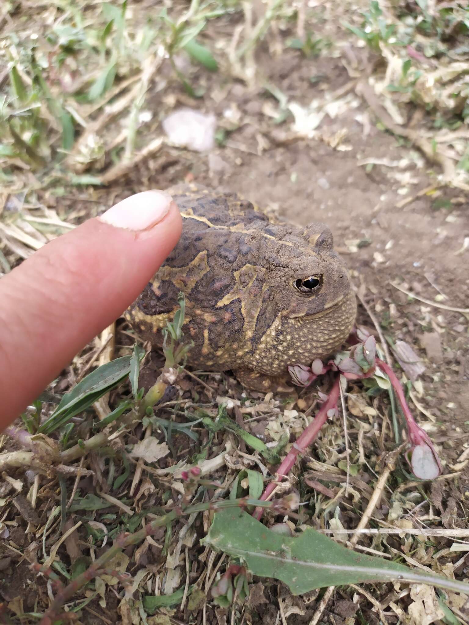 Image of American Ground Frog