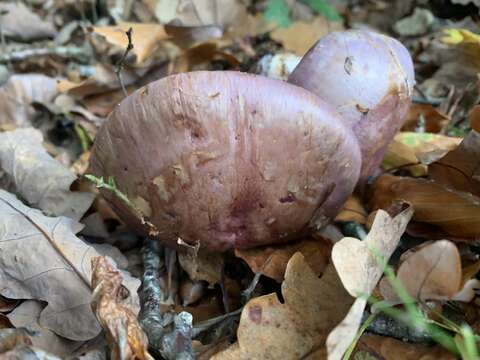 Image of Cortinarius balteatocumatilis Rob. Henry ex P. D. Orton 1960