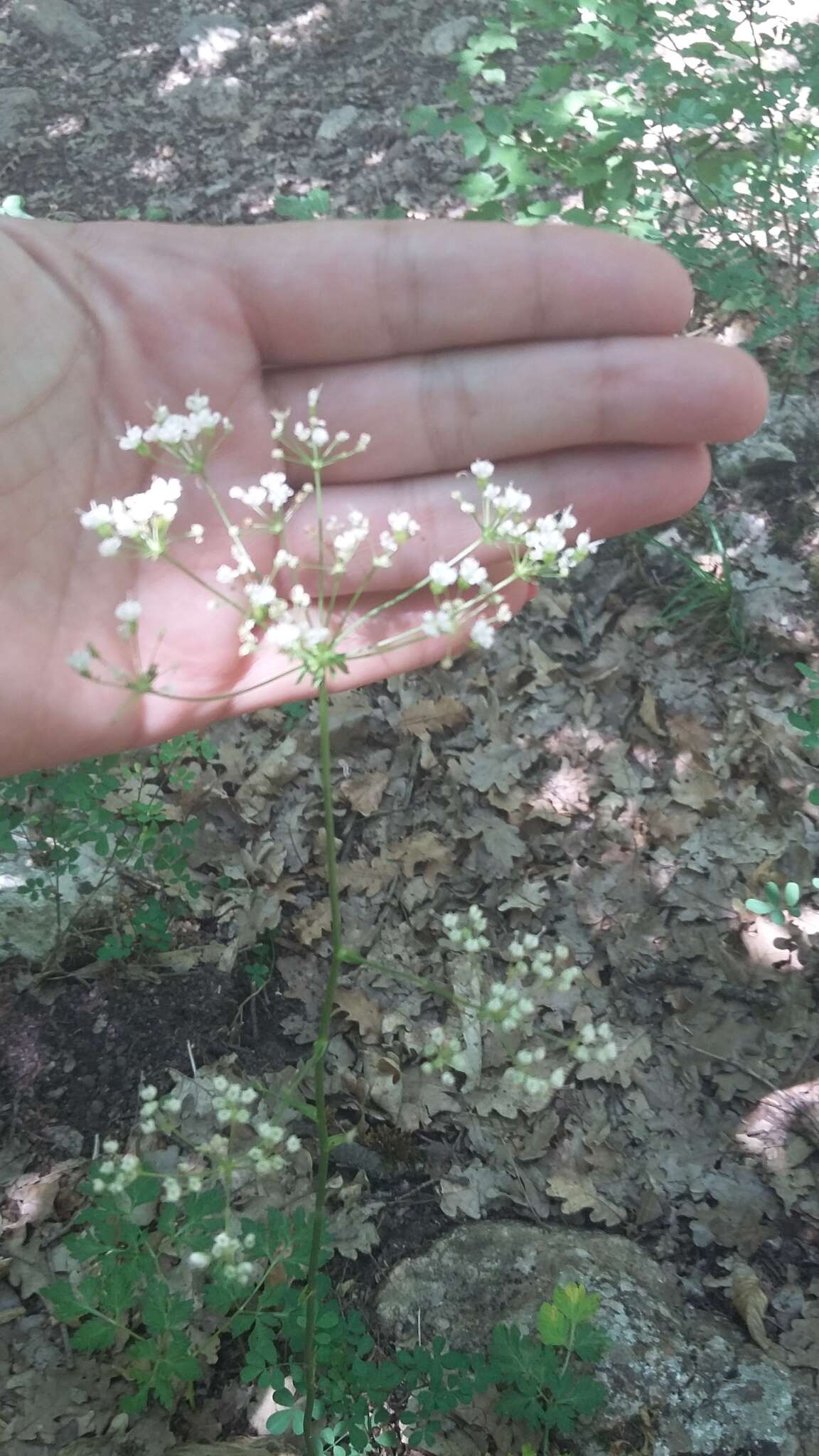 Image of Physospermum cornubiense (L.) DC.