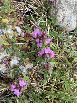 Image of Thymus seravschanicus Klokov