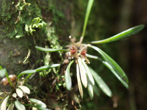 Image of Dryadella simula (Rchb. fil.) Luer