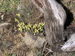 Imagem de Euphrasia nankotaizanensis Yamam.