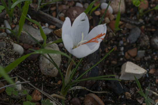 Image of Crocus tournefortii J. Gay