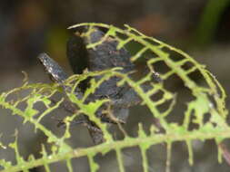 Image of Piezogaster auriculatus (Stål 1862)