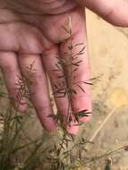 Image of Brown's lovegrass