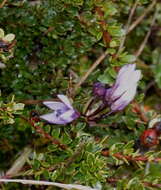 Image of Gentianella rapunculoides (Willd. ex Schultes) J. S. Pringle