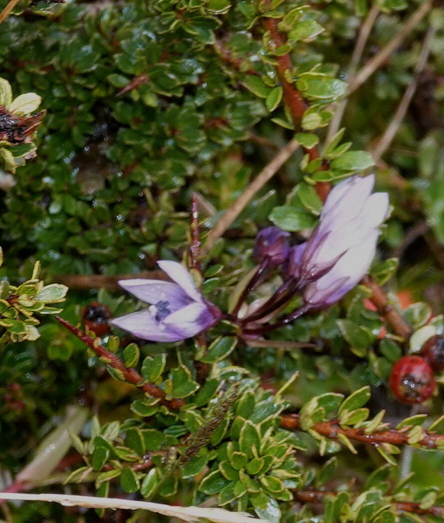 صورة Gentianella rapunculoides (Willd. ex Schultes) J. S. Pringle