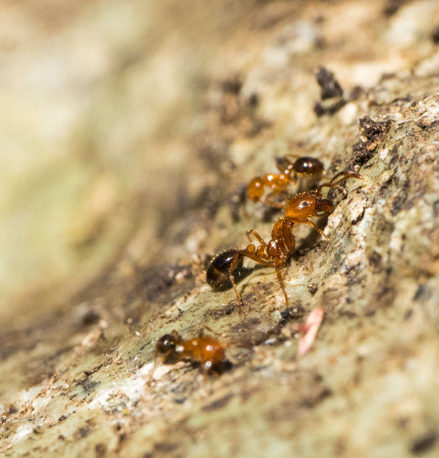 Image of Southern Fire Ant