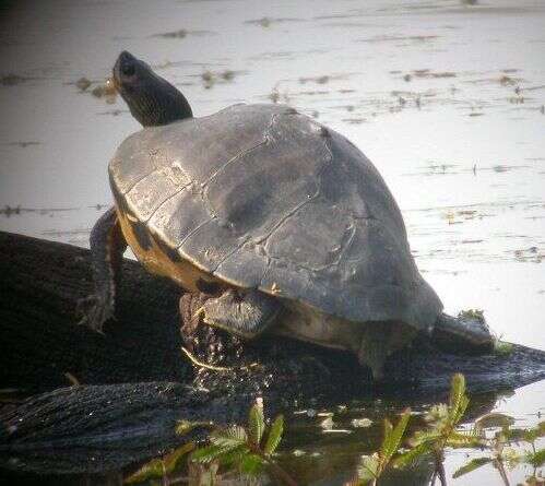 Image of Indian Roofed Turtle