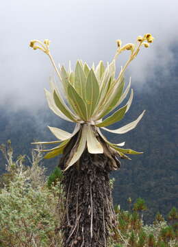 Espeletia frontinoensis J. Cuatrec. resmi