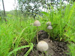 Image of Panaeolus antillarum (Fr.) Dennis 1961