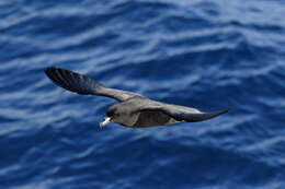 Image of Westland Black Petrel