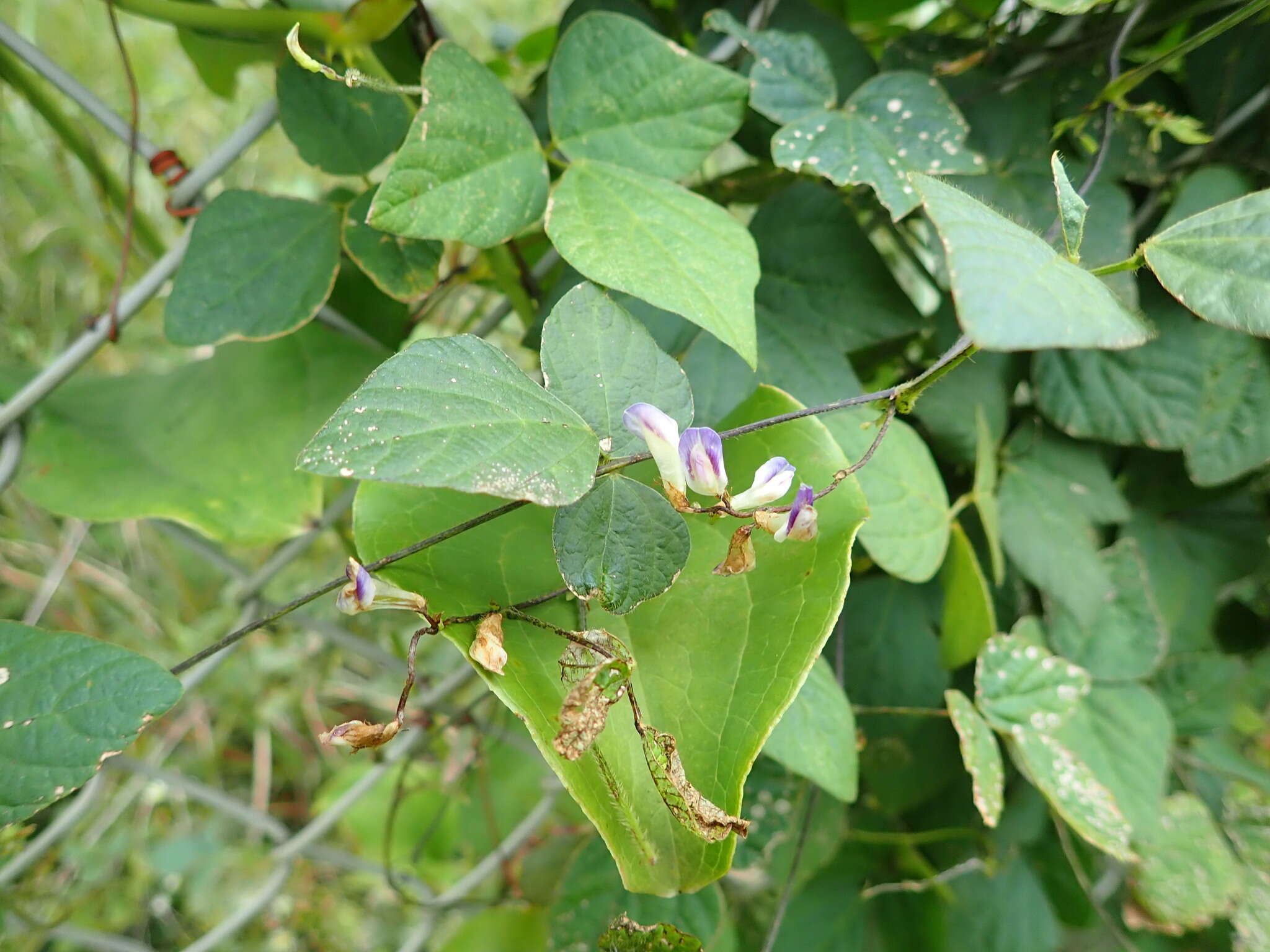 Imagem de Amphicarpaea bracteata subsp. edgeworthii (Benth.) H. Ohashi