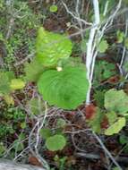 Image of Neomillspaughia emarginata (Gross) S. F. Blake