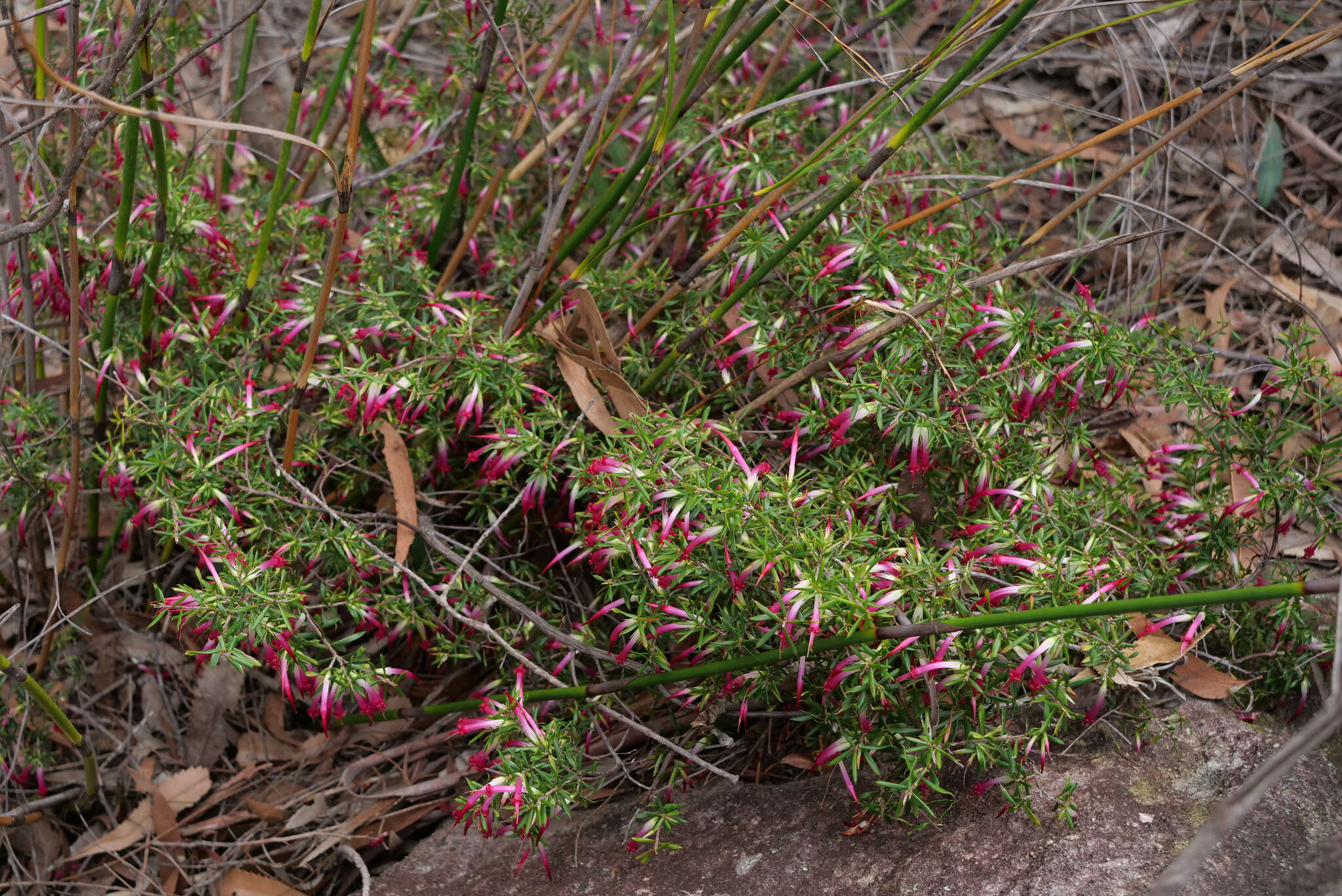 Sivun Styphelia tubiflora Sm. kuva