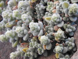 Imagem de Sedum mocinianum E. Perez-Calix