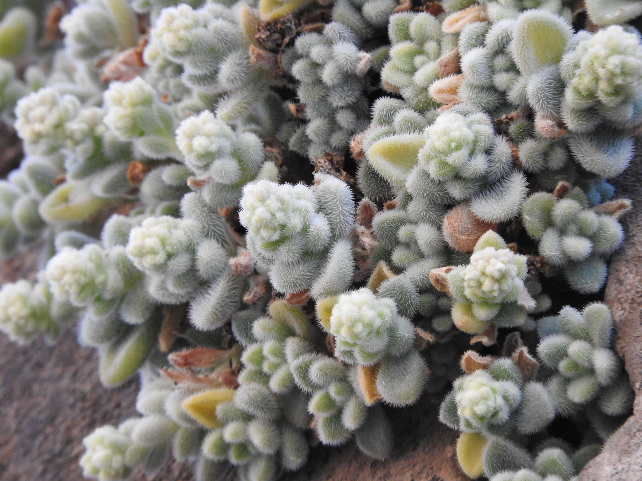 Imagem de Sedum mocinianum E. Perez-Calix