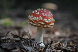 Image of Fly agaric