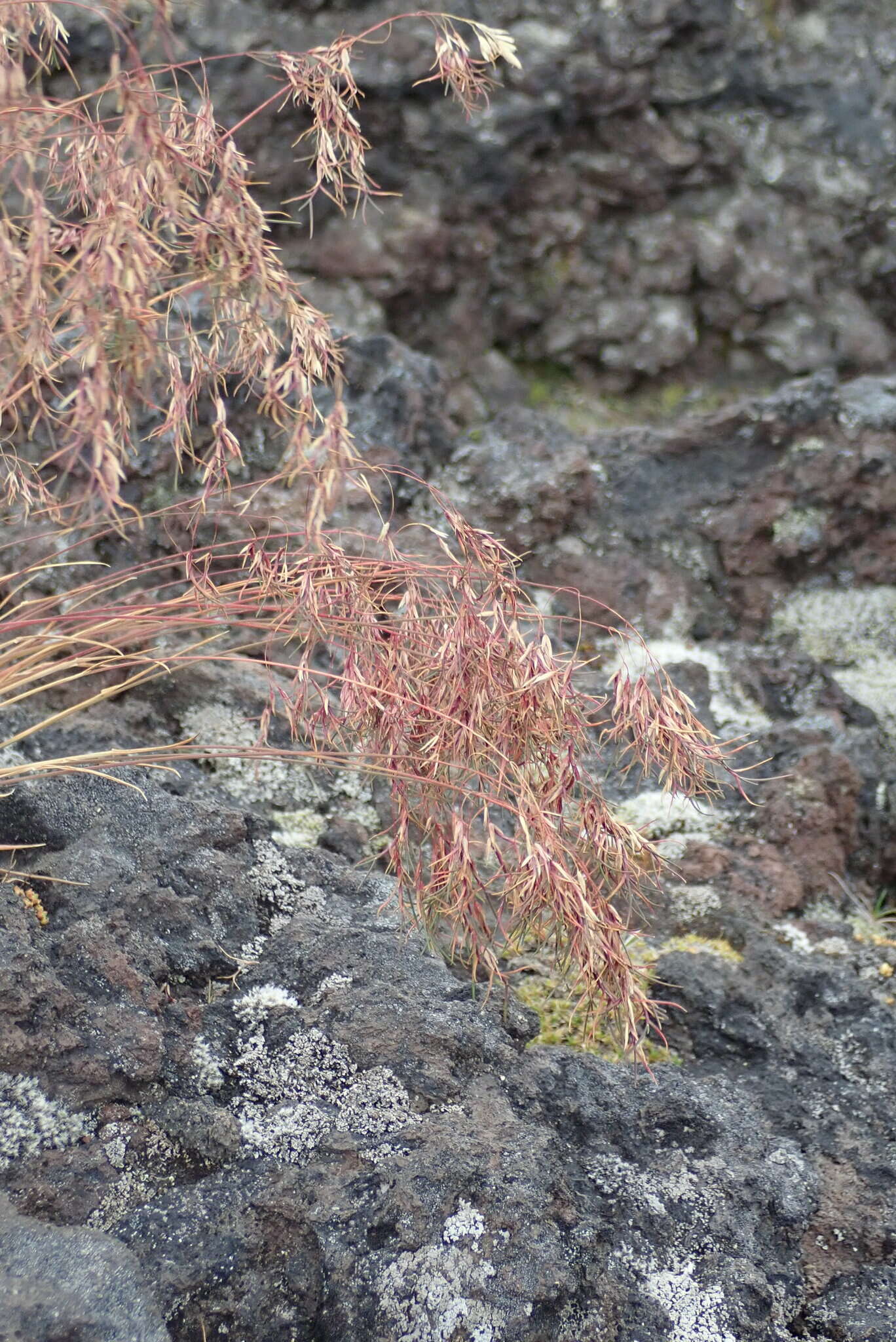 Image of arctic bluegrass