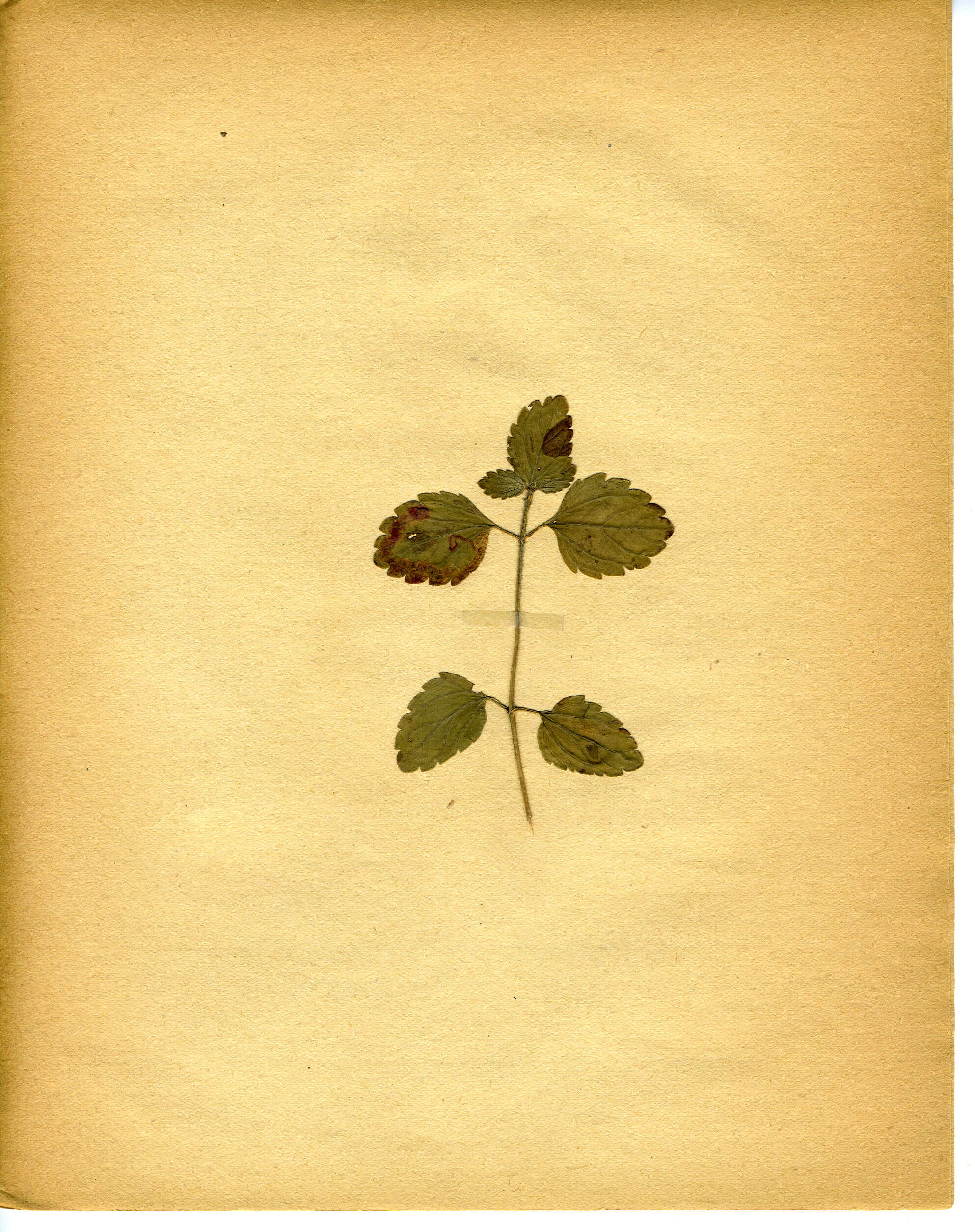 Image of Phytomyza crassiseta Zetterstedt 1860