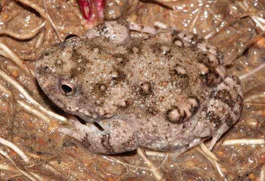 Image of Cacosternum capense Hewitt 1925