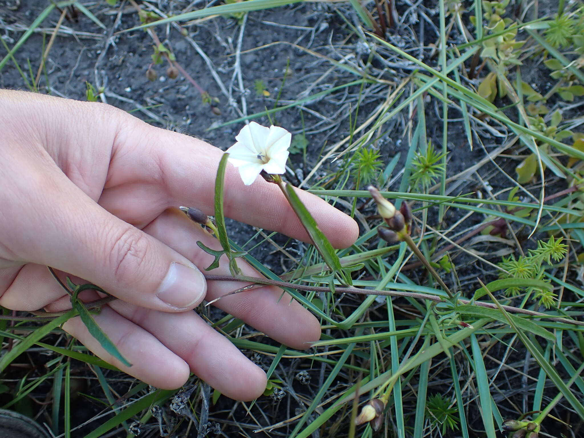 Image de Convolvulus bidentatus Bernh.