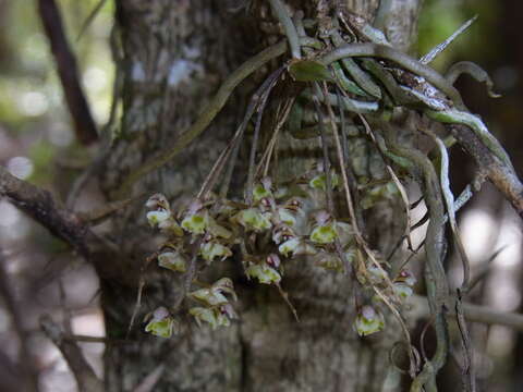 Image of Plectorrhiza beckleri