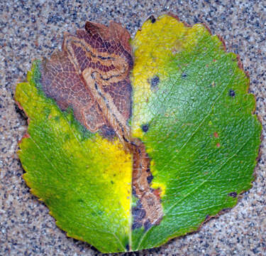 Image of Stigmella lapponica (Wocke 1862) Fletcher et al. 1945