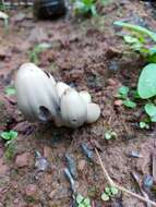 Image of Coprinopsis acuminata (Romagn.) Redhead, Vilgalys & Moncalvo 2001