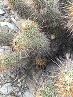 Image of Engelmann's hedgehog cactus