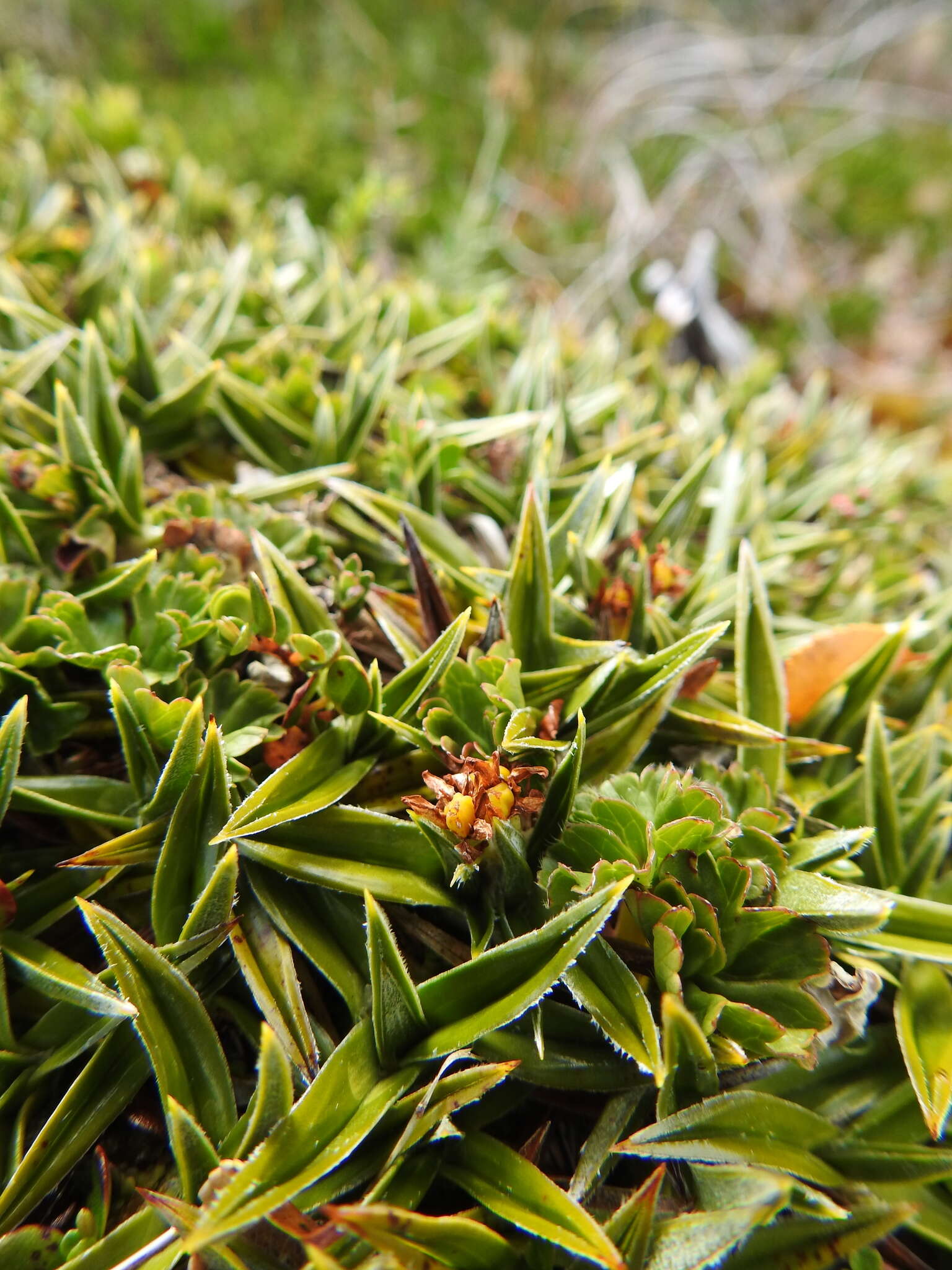 Image of Astelia pumila (J. R. Forst.) Gaudich.