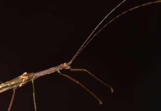 Image of Tenerella cneius (Westwood 1859)