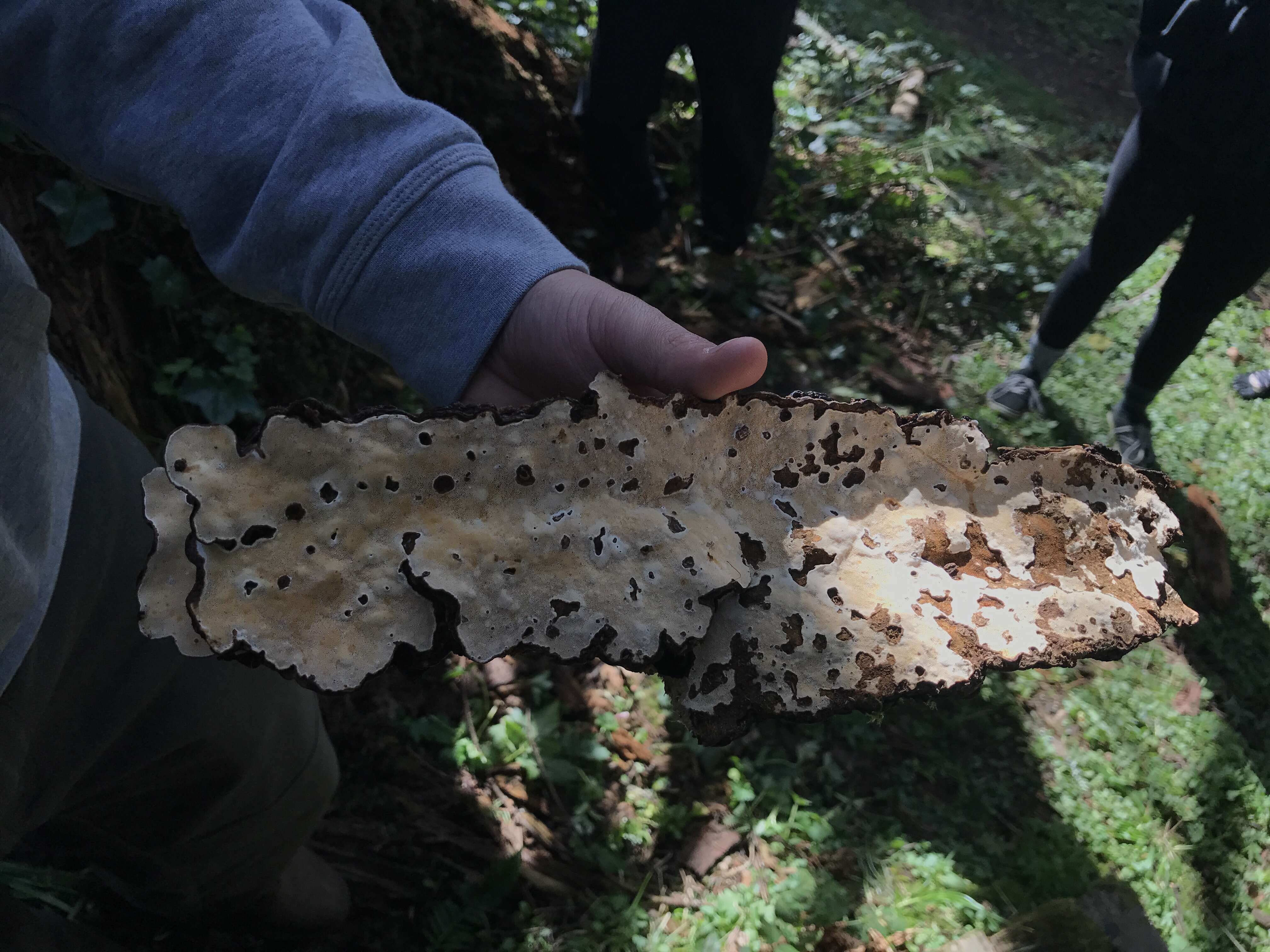 Image de Polypore du pin