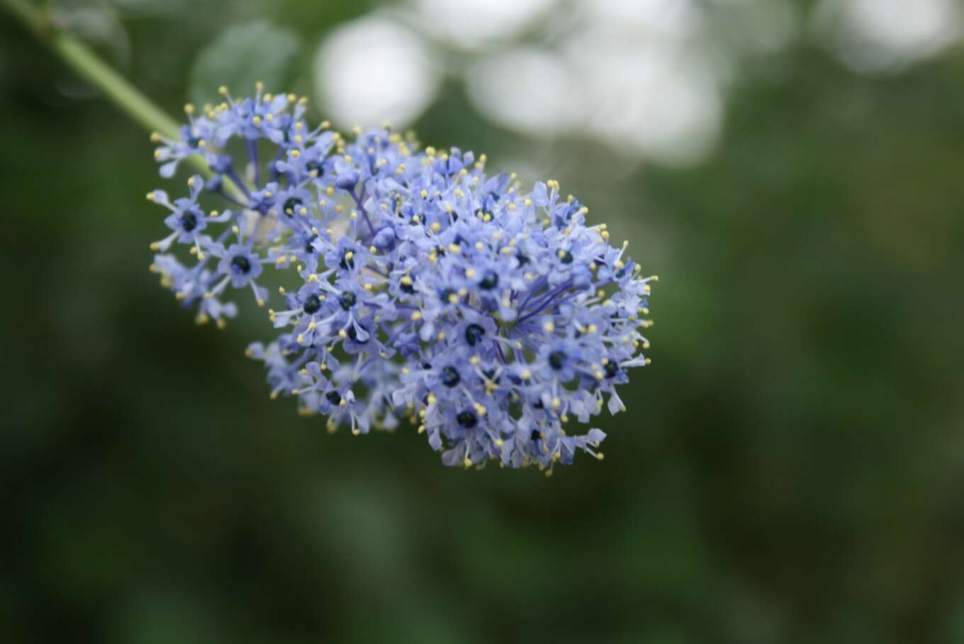 Image of Carmel ceanothus